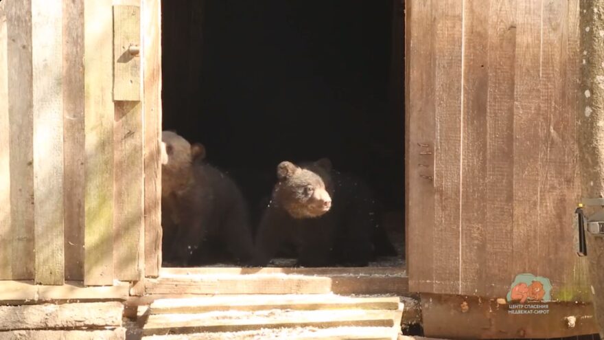 Воспитанники Центра спасения медвежат-сирот переехали в лесные вольеры Воспитанники Центра спасения медвежат-сирот переехали в лесные вольеры