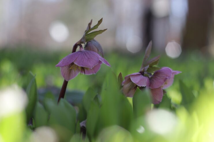 Тверской ботанический сад приглашает на "Весенний переполох"