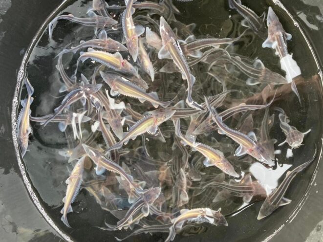 В Угличское водохранилище выпустили первую в 2023 году партию молоди стерляди