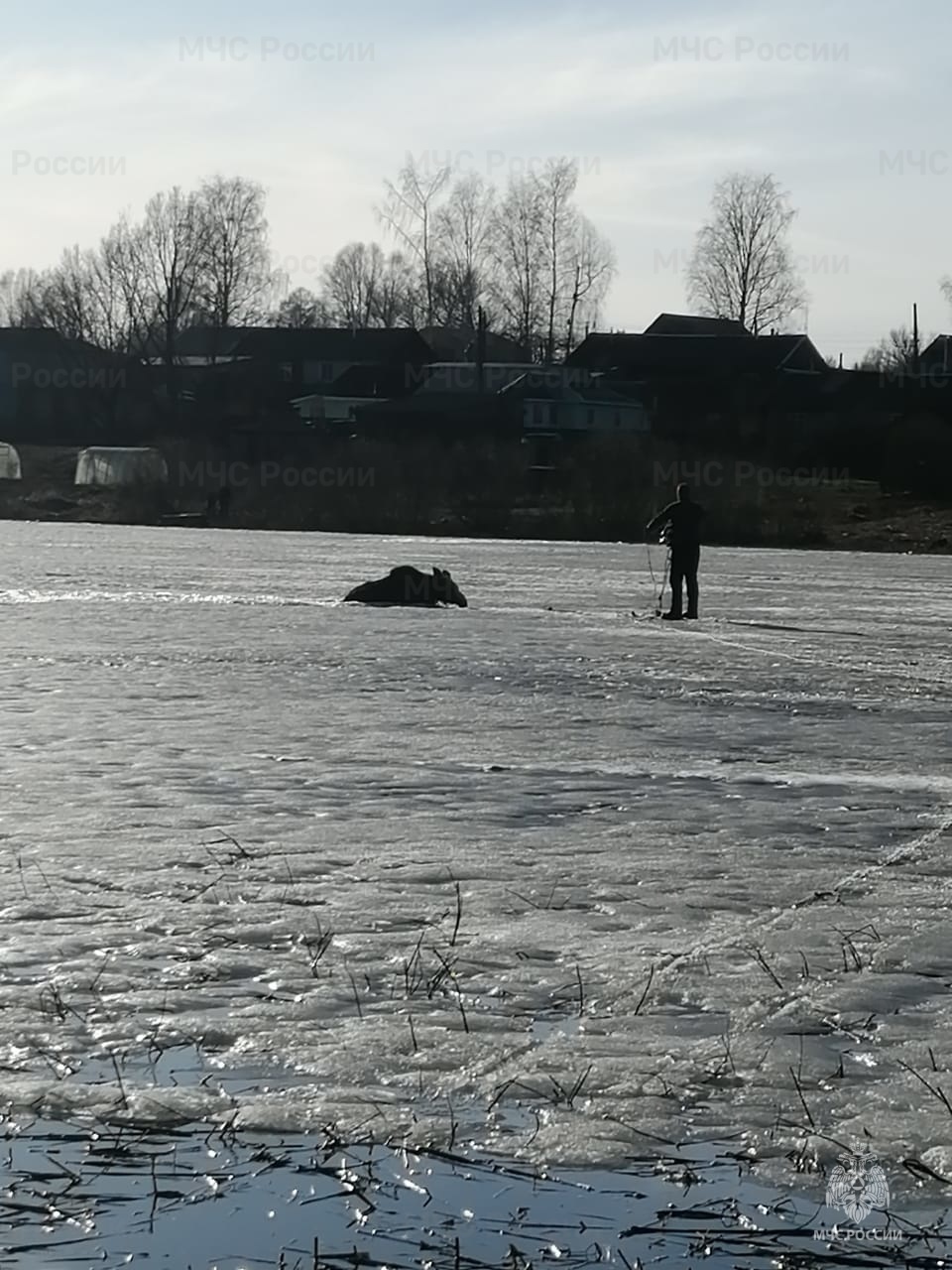 В Тверской области спасли лося, который провалился под лед