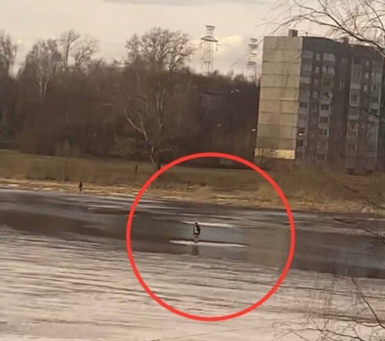 В Тверской области с льдины сняли подростка В Тверской области с льдины сняли подростка