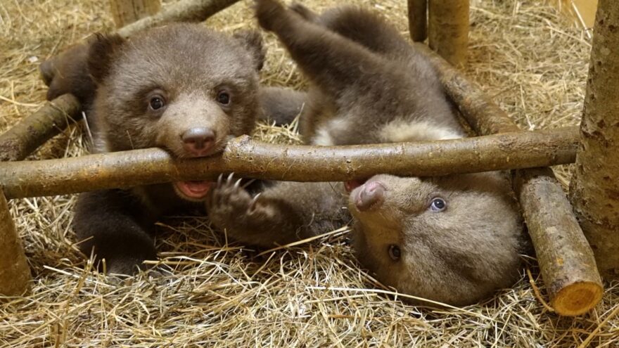 Центр спасения медвежат-сирот показал «ЗАВТРАКашное» видео Центр спасения медвежат-сирот показал «ЗАВТРАКашное» видео