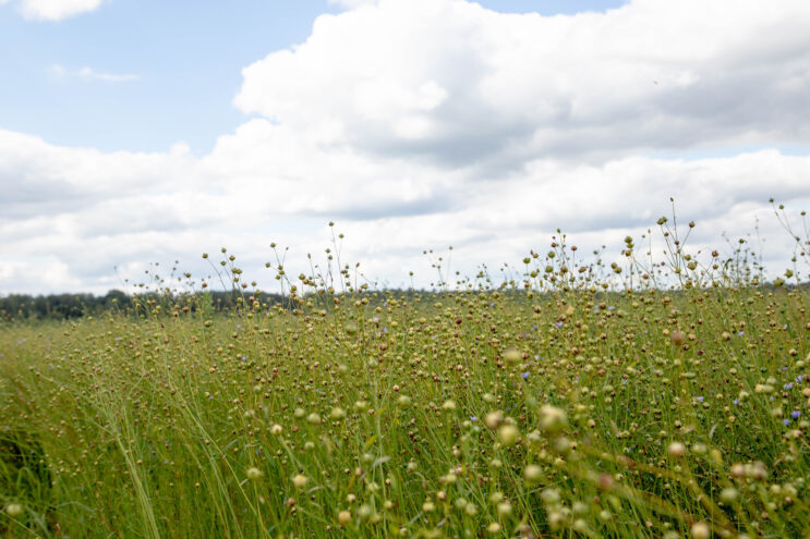 В Тверской области завершаются посевные работы