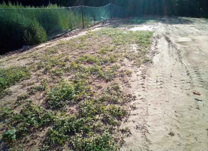 Свалки на землях сельскохозяйственного назначения – угроза загрязнения почвам Свалки на землях сельскохозяйственного назначения – угроза загрязнения почвам