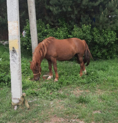 В Западной Двине мужчина из Калуги украл с фермы трех лошадей