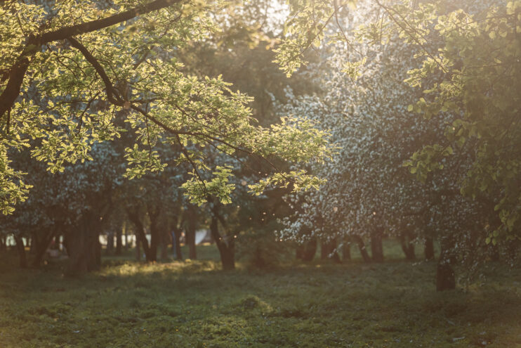 Больше 2000 феромонных ловушек на карантинных вредителей установит Россельхознадзор в Тверской и Ярославской областях Больше 2000 феромонных ловушек на карантинных вредителей установит Россельхознадзор в Тверской и Ярославской областях