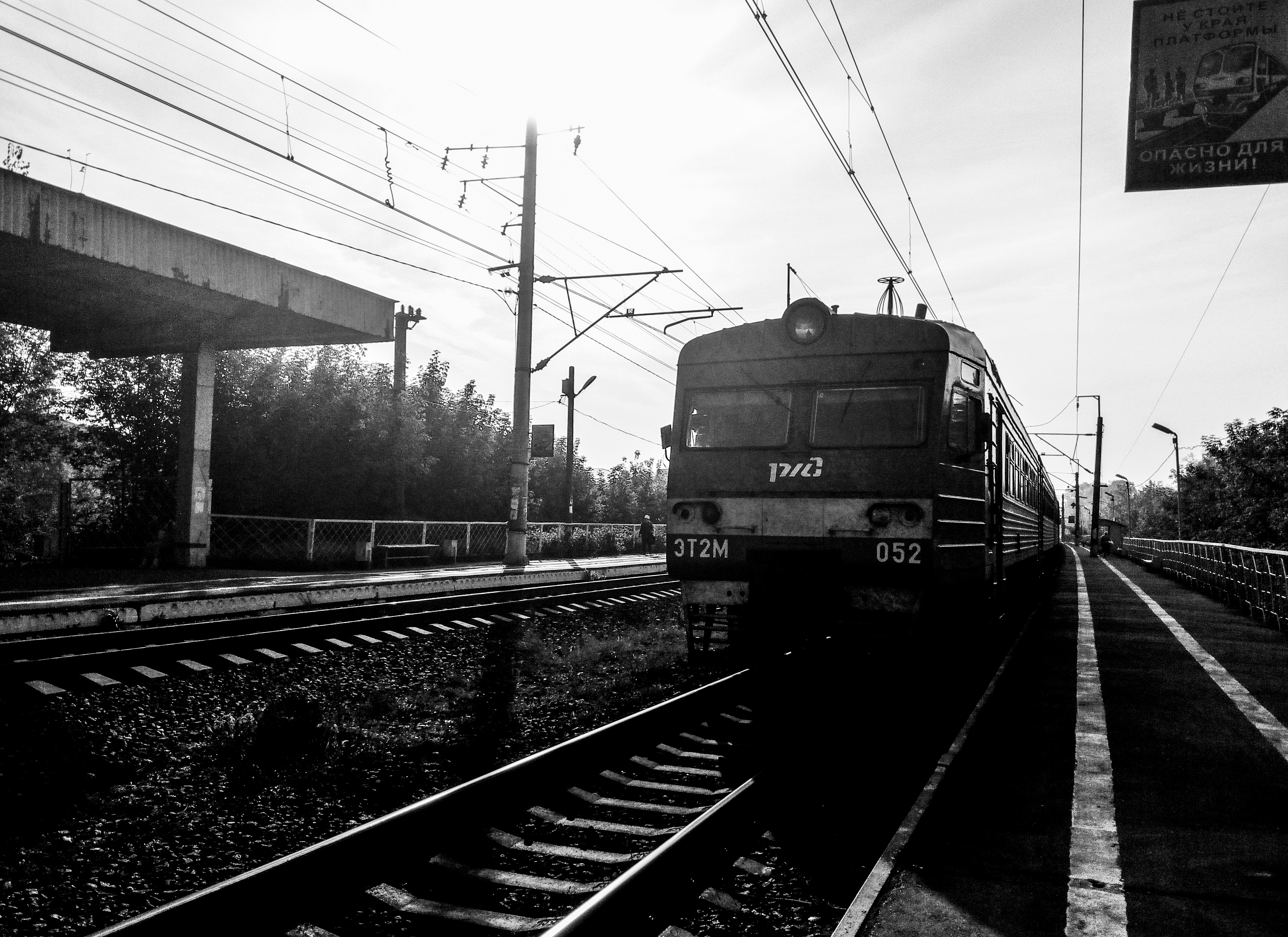 В Тверской области поезда смертельно травмировали несколько диких животных В Тверской области поезда смертельно травмировали несколько диких животных