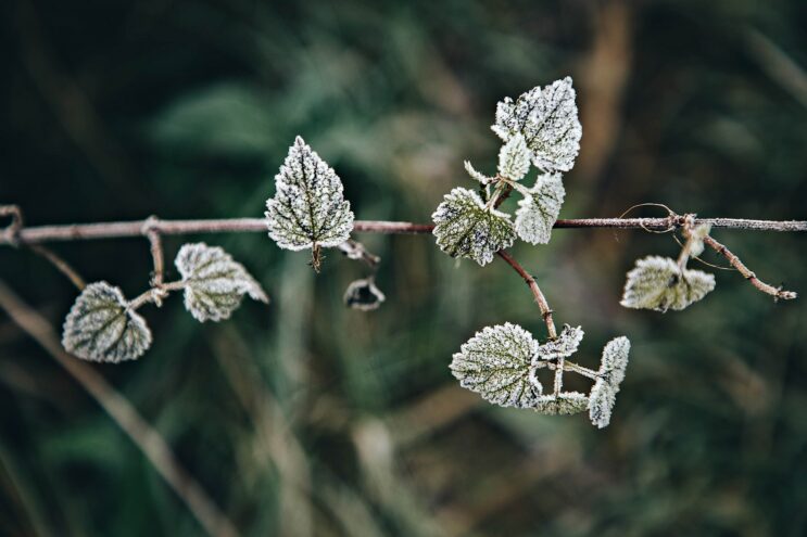 Жителей Тверской области предупредили о заморозках В Тверскую область пришли заморозки