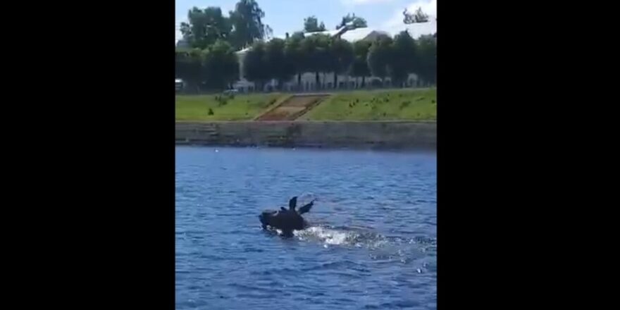 Плывущего по Волге лося засняли в центре Твери