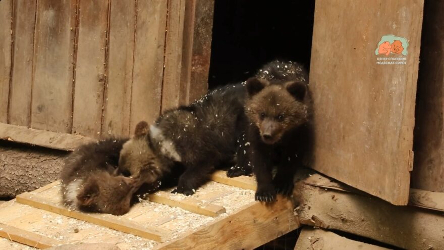 Центр спасения медвежат-сирот поделился видеороликом с медвежьей тройней Центр спасения медвежат-сирот поделился видеороликом с медвежьей тройней