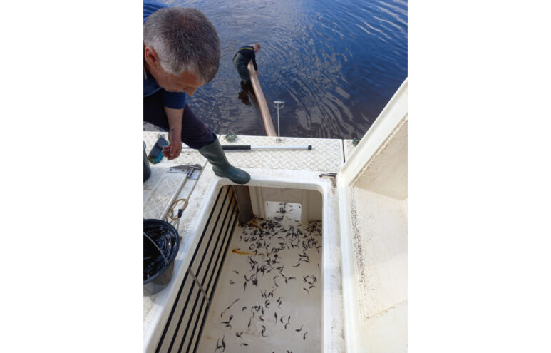 В Углическое водохранилище выпустили молодь стерляди