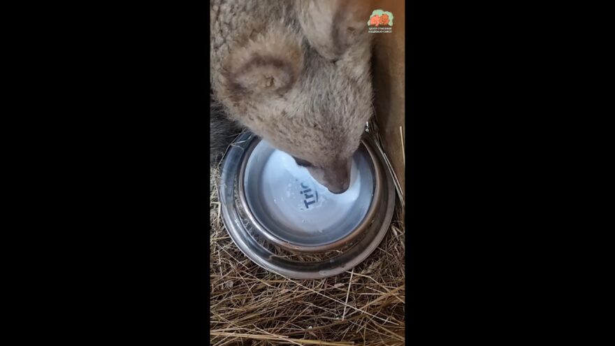 В торопецкий Центр спасения медвежат-сирот поступили новые медвежата