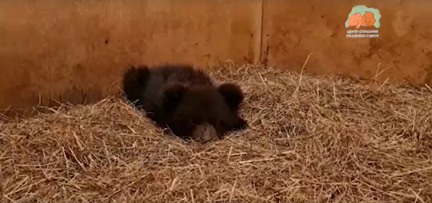 В Тверскую область доставили медвежонка-сироту из Пермского края
