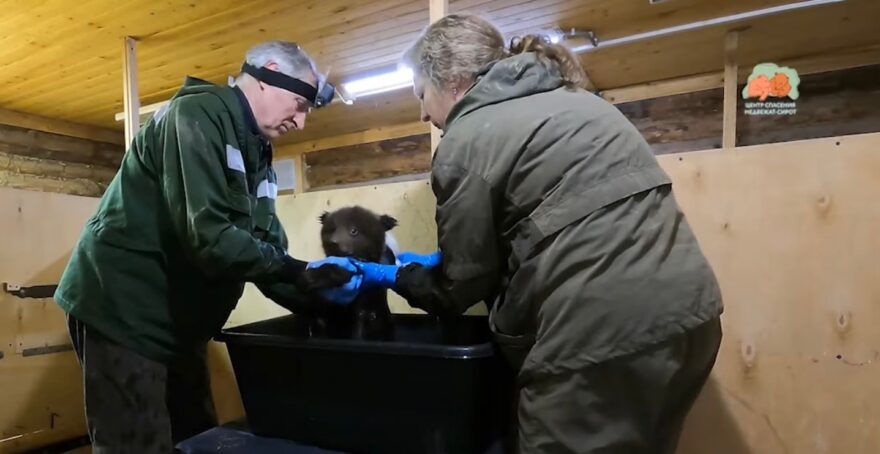 В Тверской области малышам из Центра спасения медвежат-сирот устроили банный день В Тверской области малышам из Центра спасения медвежат-сирот устроили банный день