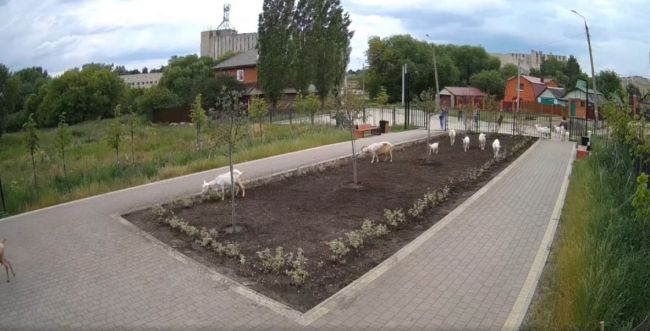 В Тульской области рогатые вандалы разрушали новый сквер В Тульской области рогатые вандалы разрушали новый сквер
