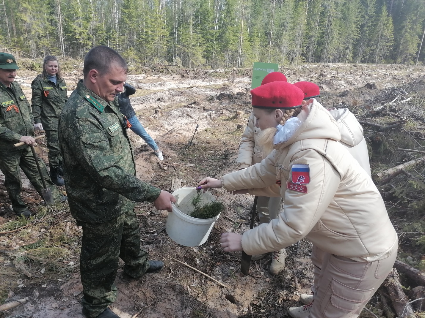 Больше 2,5 миллиона саженцев высадили в Тверской области благодаря акции «Сад памяти»