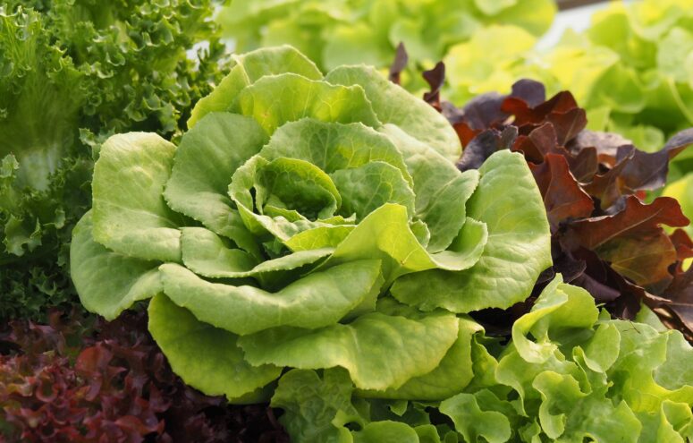 Салат-латук сможет заменить уколы инсулина
