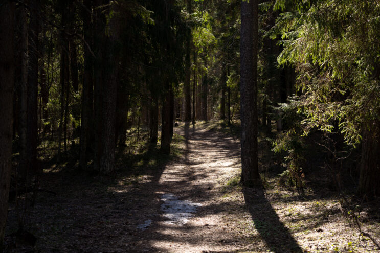 Игорь Руденя: В прошлом году лесовосстановление проведено на площади 22,5 тысяч га В Тверской области осудят двух "черных лесорубов"