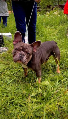 В Тверской области выбрали лучшую собаку