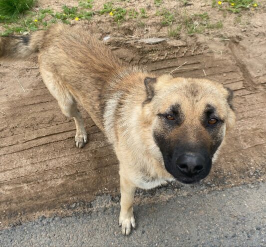 Около мусорки в Тверской области уже две недели сидит брошенный пес