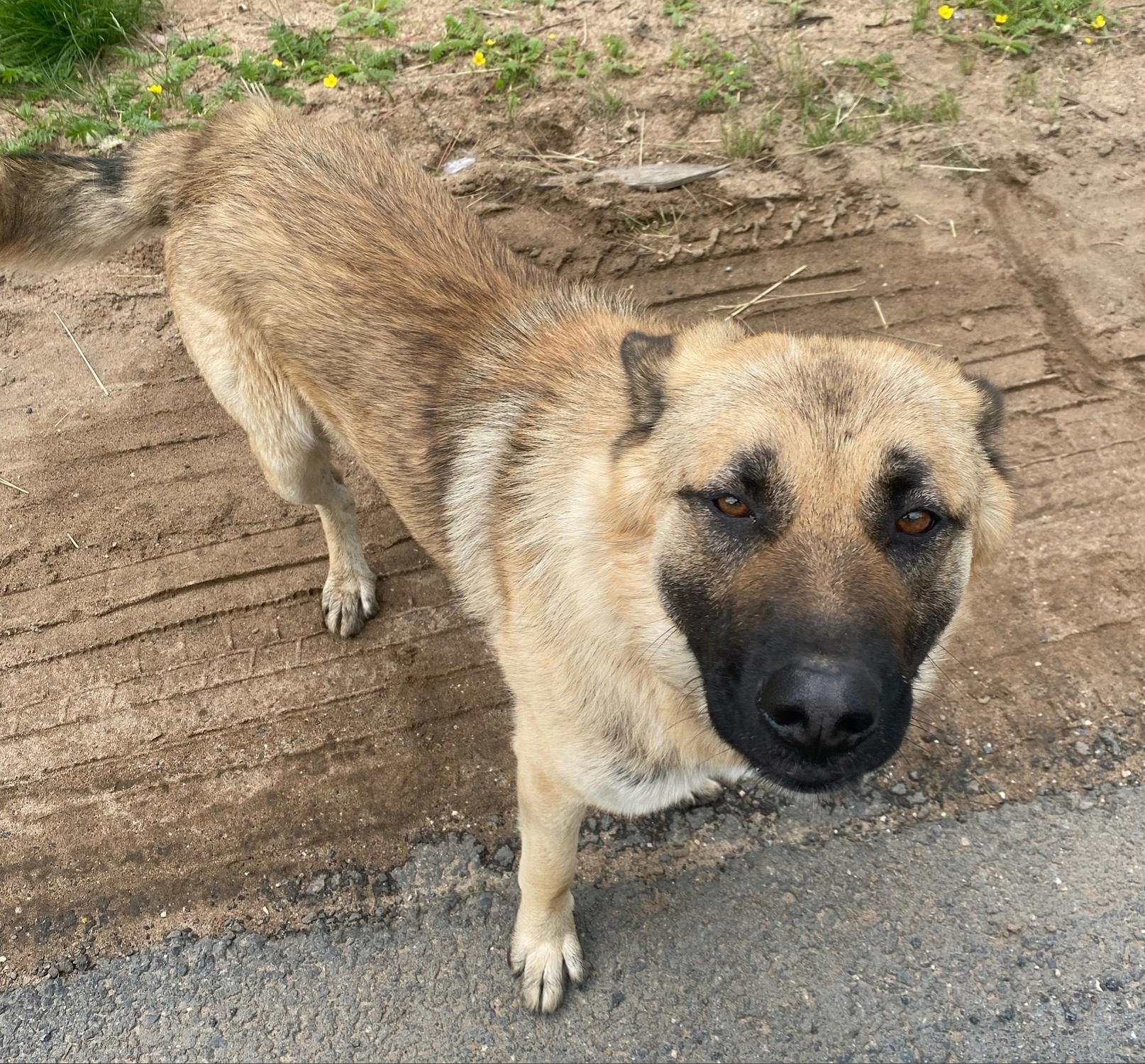 Около мусорки в Тверской области уже две недели сидит брошенный пес
