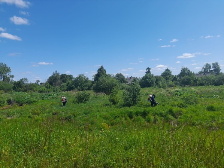 В Андреапольском округе снова началась борьба с борщевиком