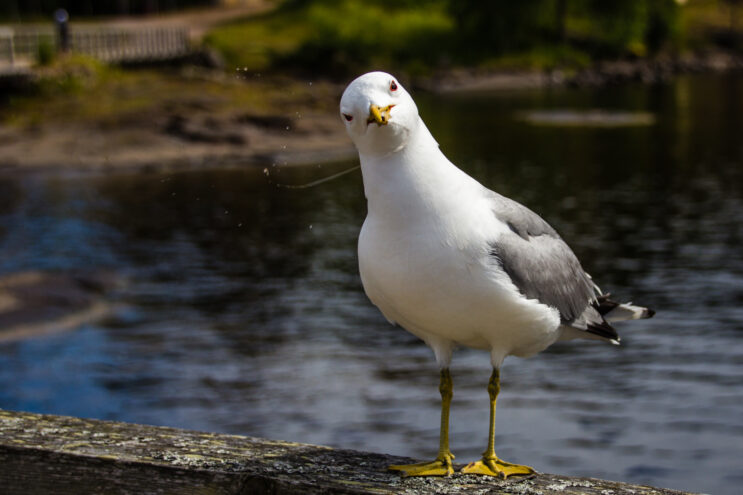 "Тверская МВЛ" вновь диагностировала грипп птиц