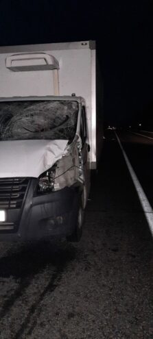 На М-10 в Тверской области грузовик сбил лося