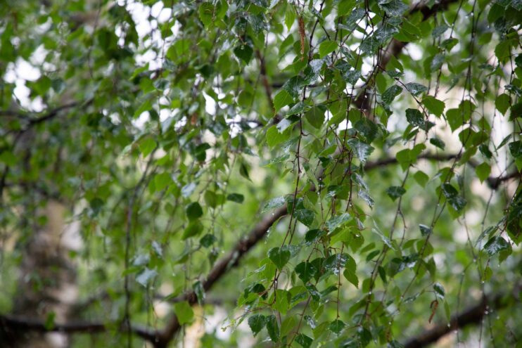 Во вторник в Тверскую область вернутся дожди