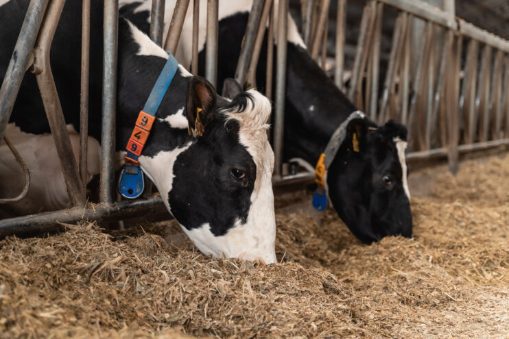 Производителям молока Верхневолжья компенсируют часть затрат для обеспечения прироста выпускаемой продукции Производителям молока Верхневолжья компенсируют часть затрат для обеспечения прироста выпускаемой продукции