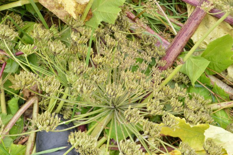 Управление Россельхознадзора выражает обеспокоенность по факту зарастания земель сельхозназначения борщевиком Сосновского