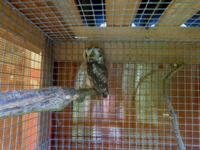 В тверском реабилитационном центре диких животных вылечили и отпустили на волю взрослых сычей