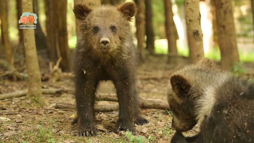 Центр спасения медвежат-сирот опубликовал видео с участием троих воспитанников