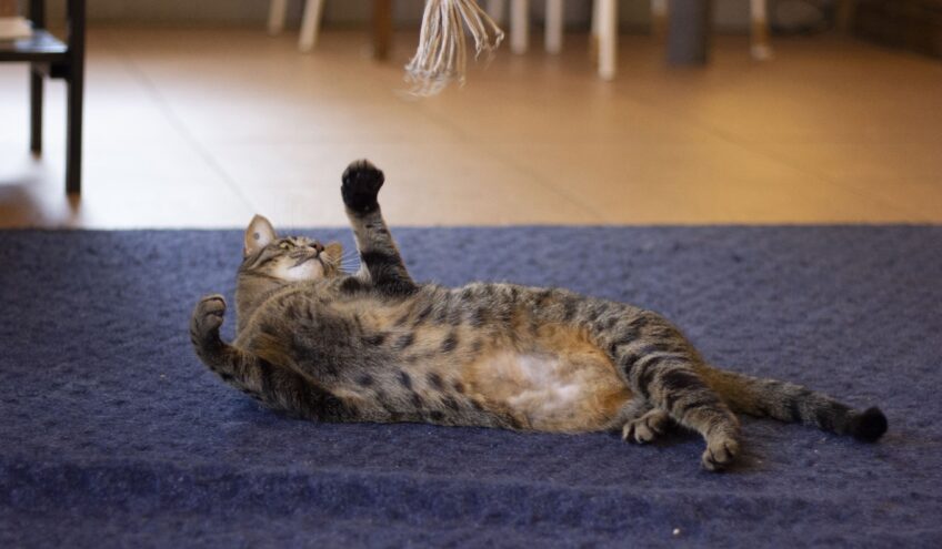 В тверском котокафе пройдет встреча английского разговорного клуба Тверское котокафе приглашает на концерт русского романса XIX века "Средь шумного бала..."