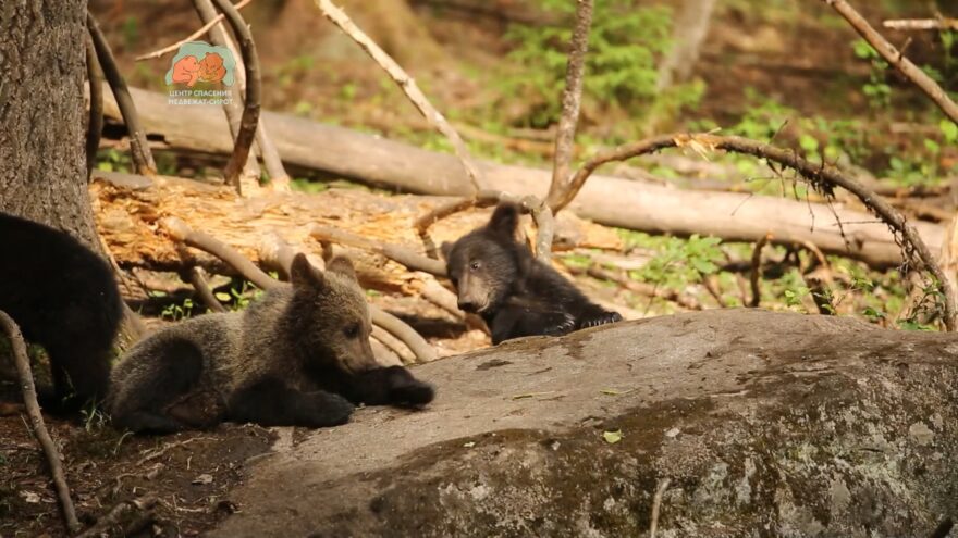 Сотрудники Центра спасения показали медвежат на вековом валуне