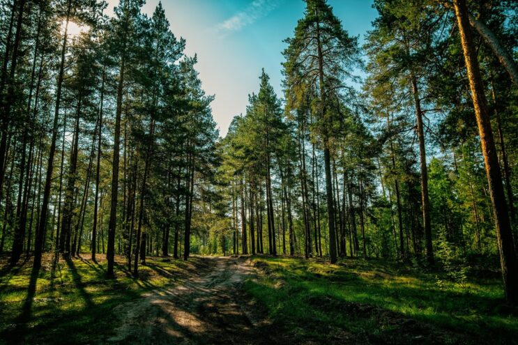 "Тверская МВЛ" в образцах ИМАГО насекомых обнаружила карантинных вредителей