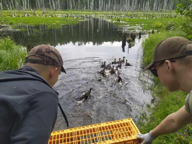 В Калязинском округе в естественную среду обитания выпустили 600 утят В Калязинском округе в естественную среду обитания выпустили 600 утят