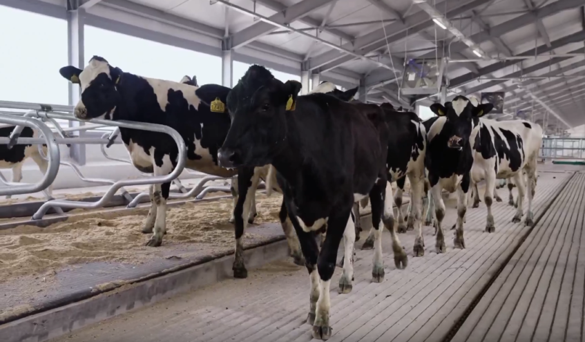 «Тверьэнерго» обеспечит электросетевой инфраструктурой крупнейший в регионе животноводческий комплекс «Румелко-Агро»