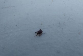 Жителям Конаковского района объяснили, что делать при укусе клеща