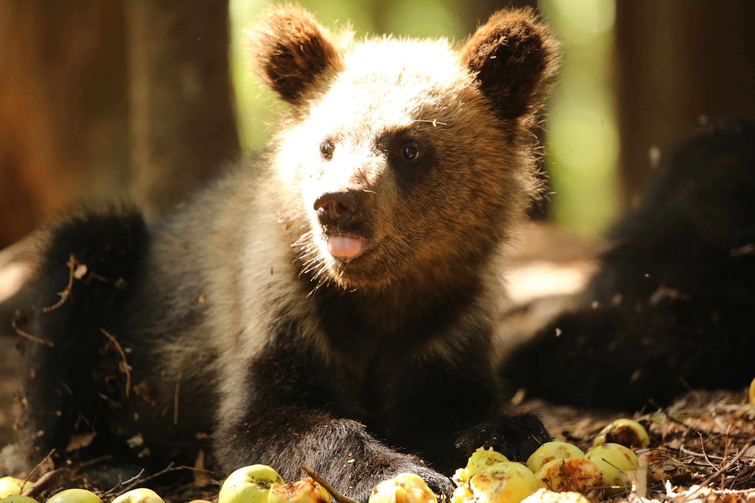 В центре спасения медвежат-сирот началась яблочная пора