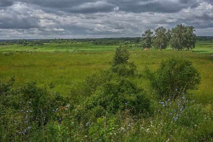 На минувшей неделе специалисты "Тверской МВЛ" обследовали порядка 400 гектаров площадей подкарантинных объектов