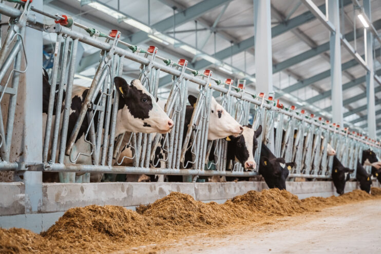 Малым хозяйствам Тверской области компенсируют до 90% затрат на обновление молочного стада