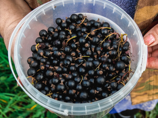 Красная и черная смородина на зиму: Простые рецепты