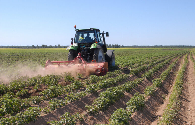 В Тверской области увеличивают поддержку производителей картофеля и овощей В Тверской области увеличивают поддержку производителей картофеля и овощей