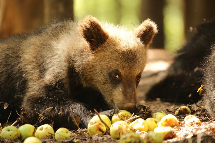 В центре спасения медвежат-сирот началась яблочная пора