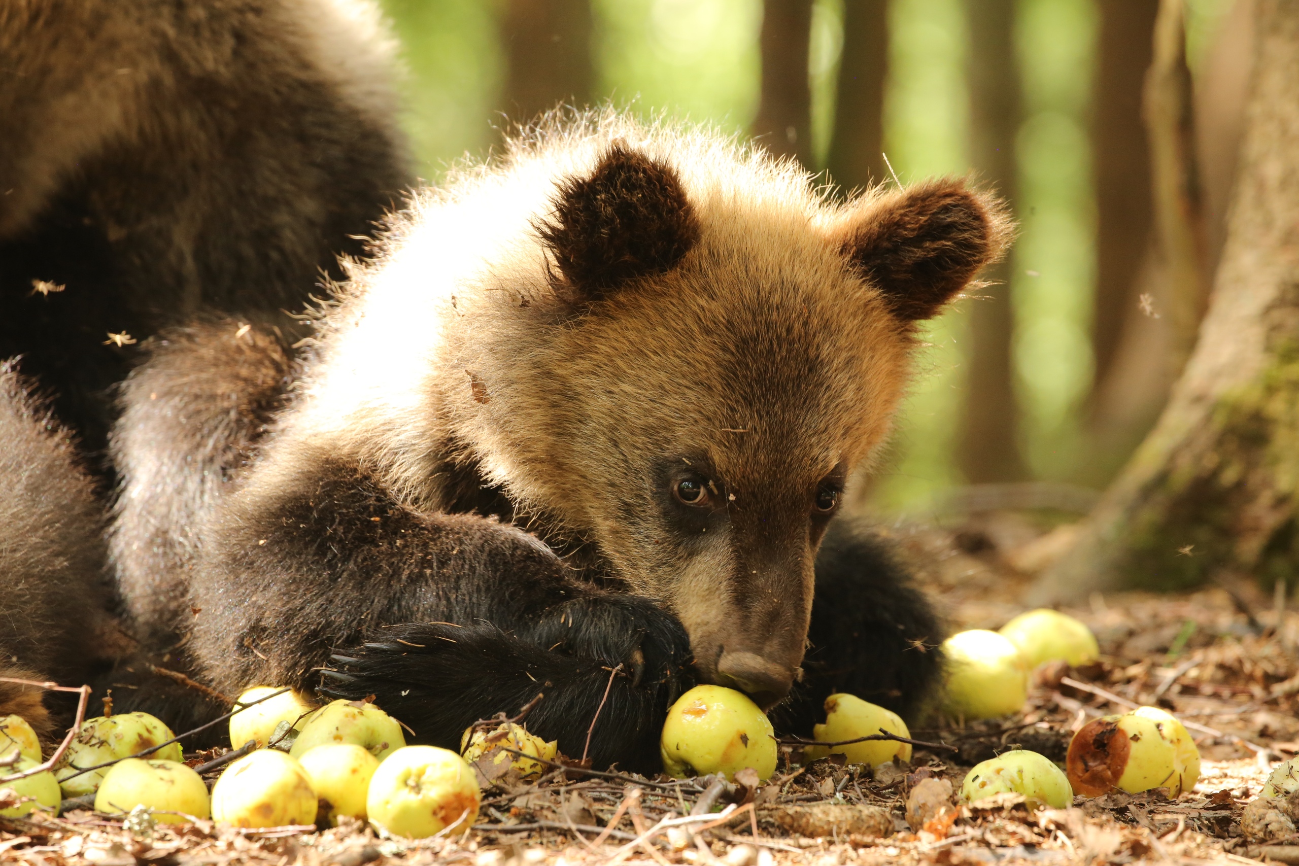 В центре спасения медвежат-сирот началась яблочная пора
