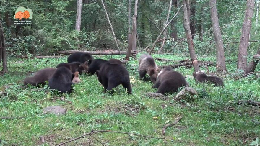 Сотрудники Центра спасения показали старших воспитанников на яблочном пиру
