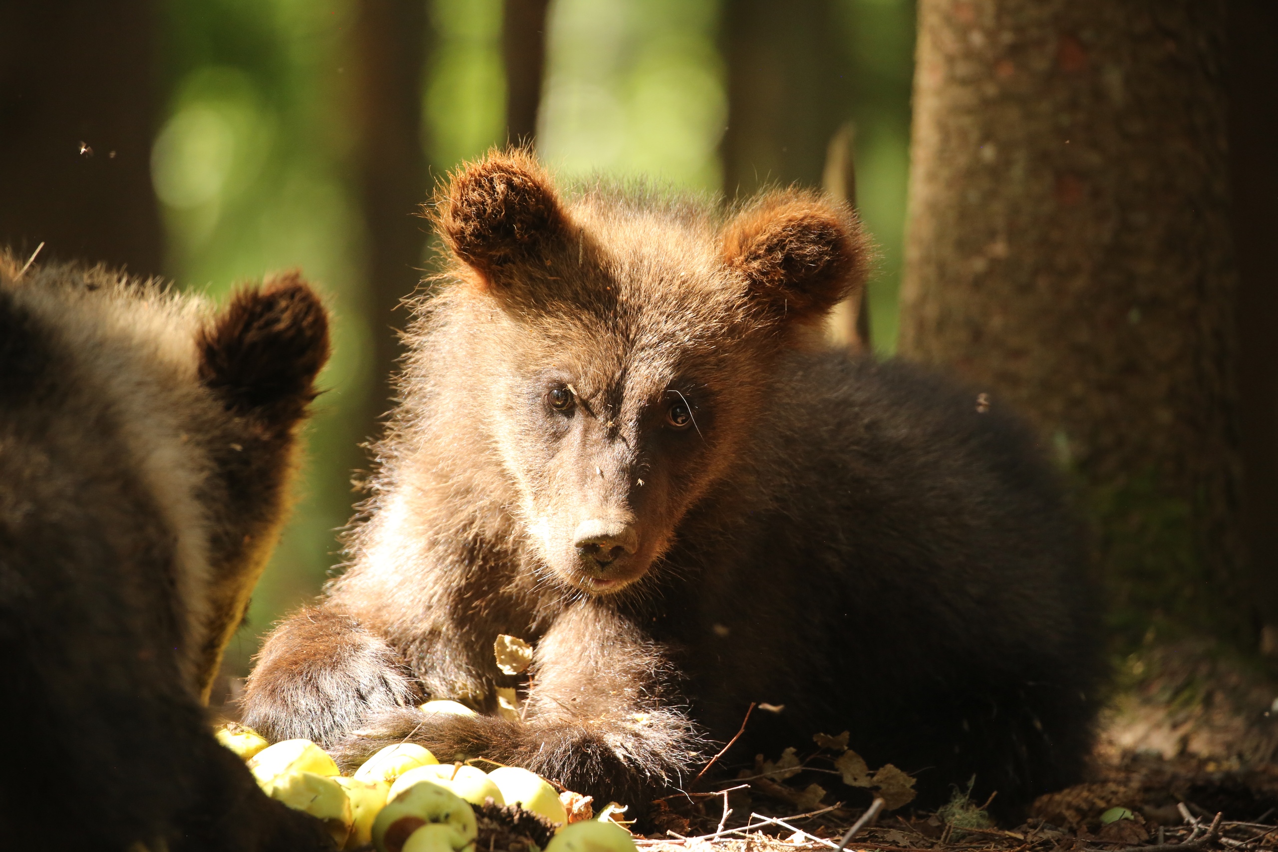В центре спасения медвежат-сирот началась яблочная пора