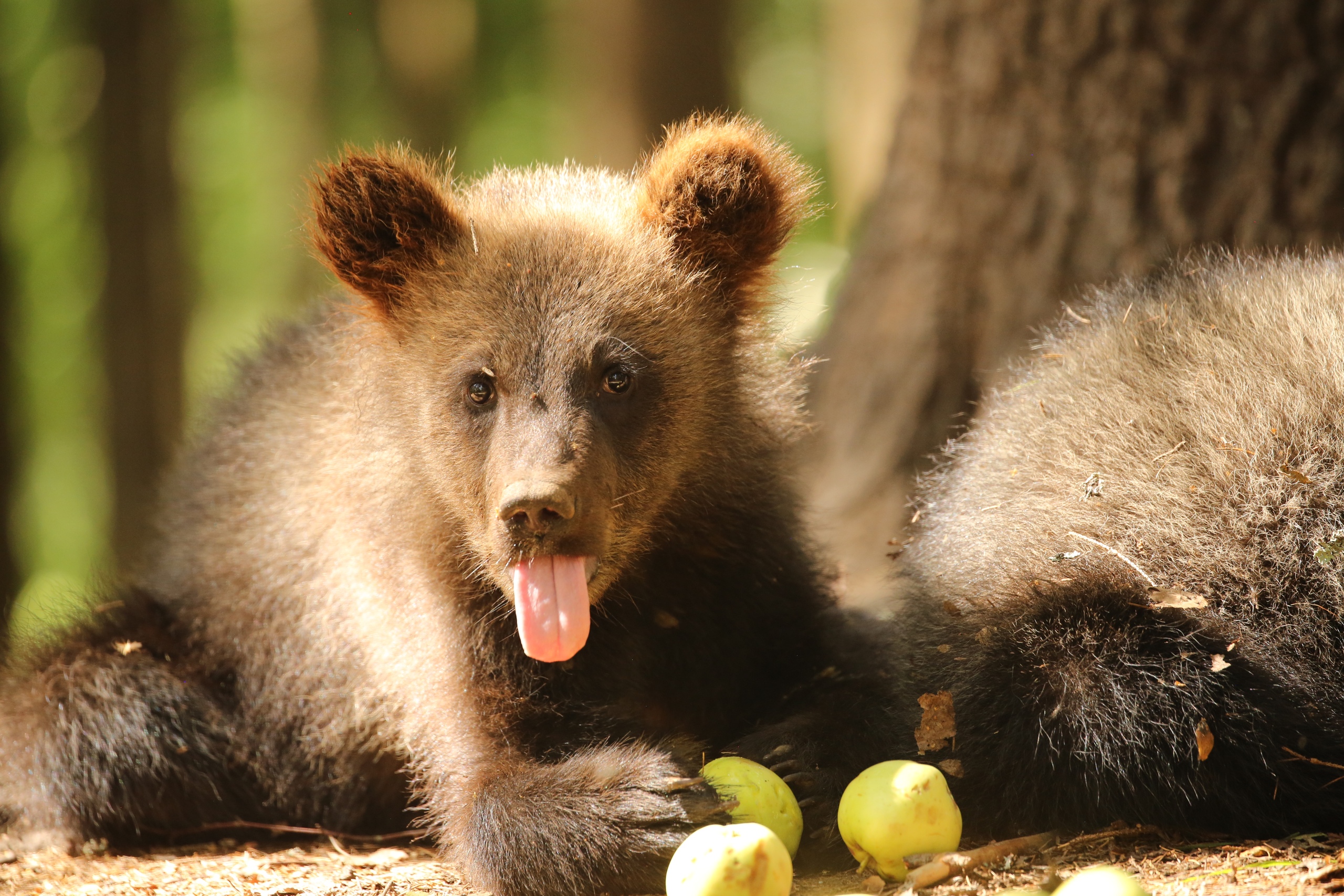 В центре спасения медвежат-сирот началась яблочная пора