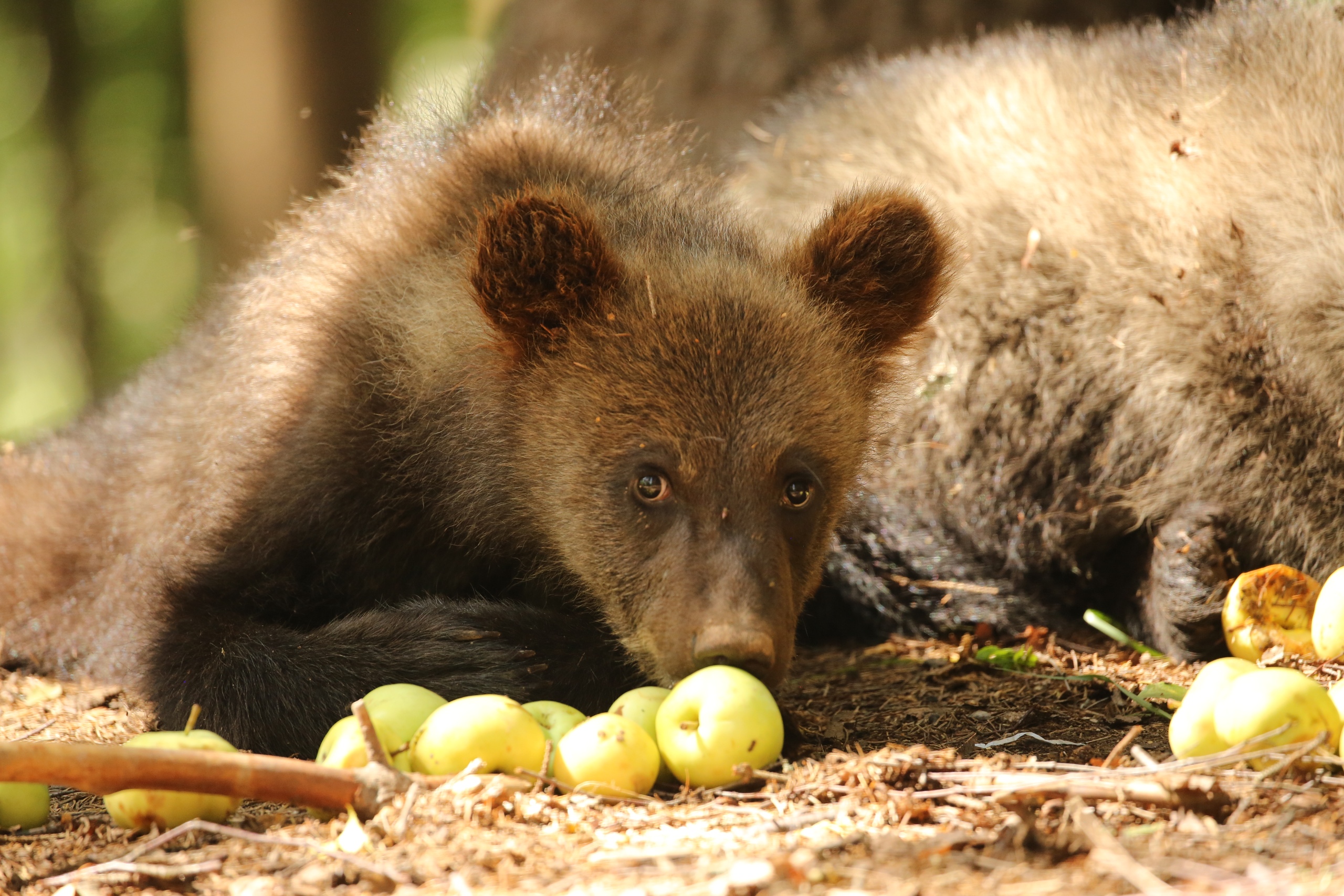 В центре спасения медвежат-сирот началась яблочная пора